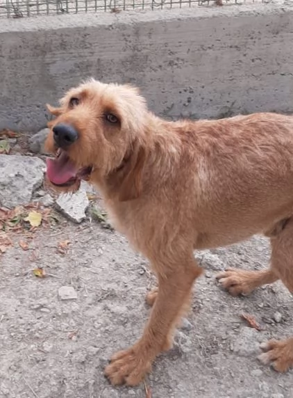 DICK 6anni senza pi&ugrave; casa | Foto 3