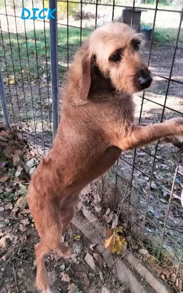 DICK 6anni senza pi&ugrave; casa | Foto 2