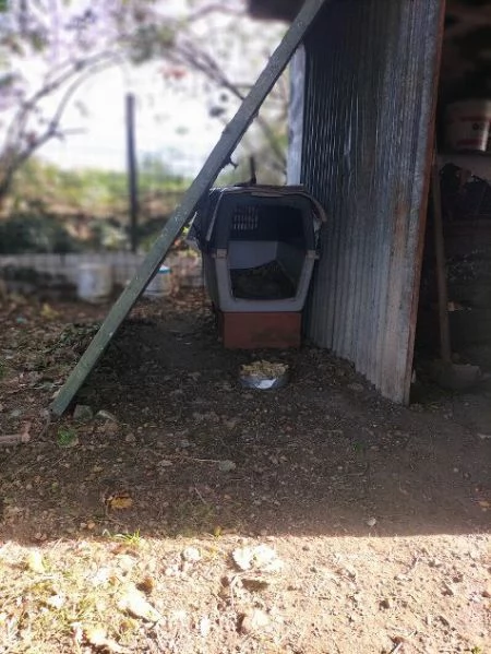 DICK 6anni senza pi&ugrave; casa | Foto 1