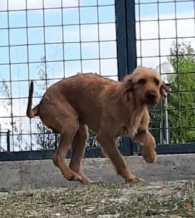 DICK 6anni senza pi&ugrave; casa | Foto 0