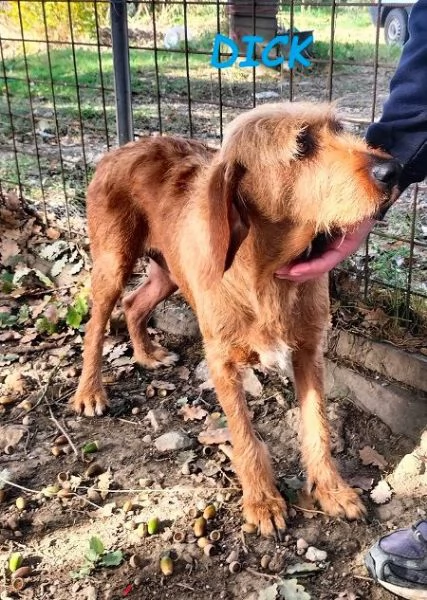 DICK 6anni senza pi&ugrave; casa