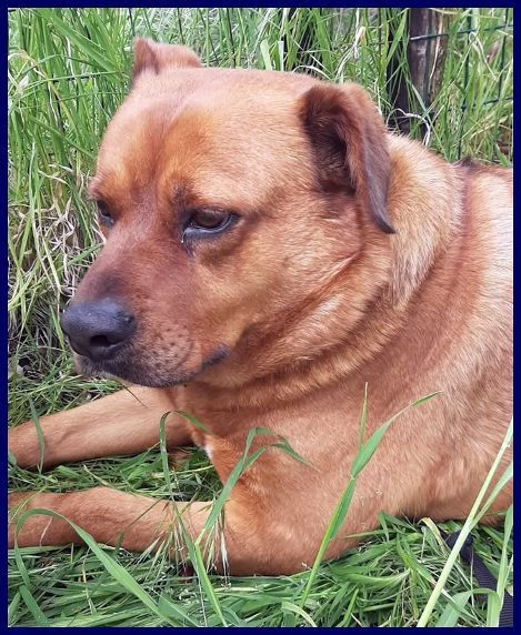 JOSEF patatone dolcissimo - 25kg