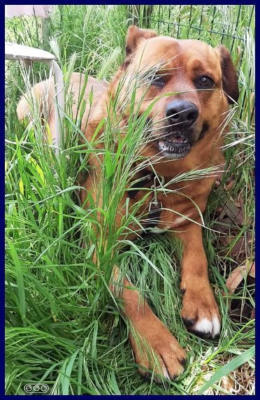 JOSEF patatone dolcissimo - 25kg | Foto 1