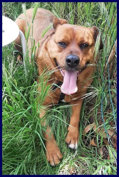 JOSEF patatone dolcissimo - 25kg | Foto 0