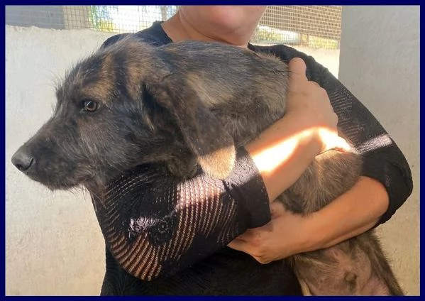 TORONTO sui 3 anni adorabile tigratino | Foto 2