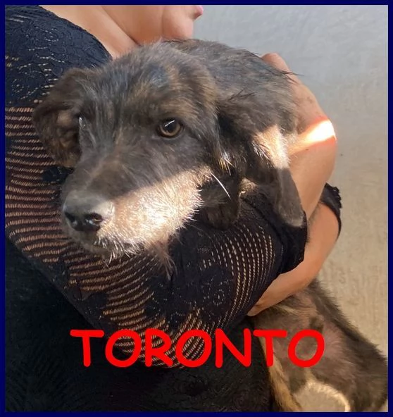 TORONTO sui 3 anni adorabile tigratino