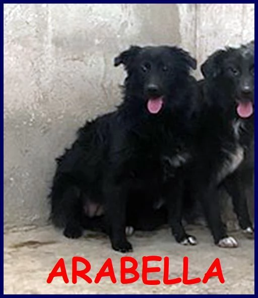 ARABELLA sui 3anni una bella timidina