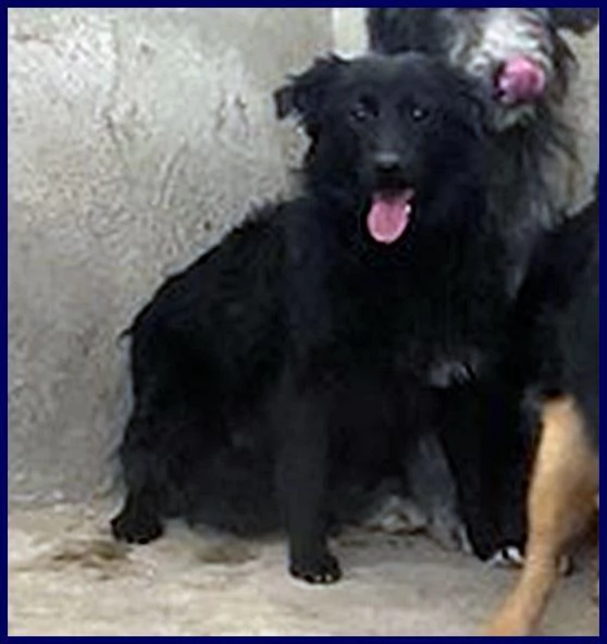 ARABELLA sui 3anni una bella timidina | Foto 0