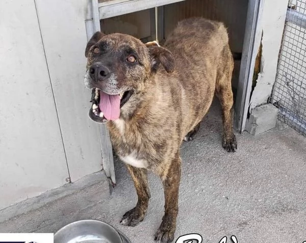 BALU' buono con tutti sui 6anni - 15 kg