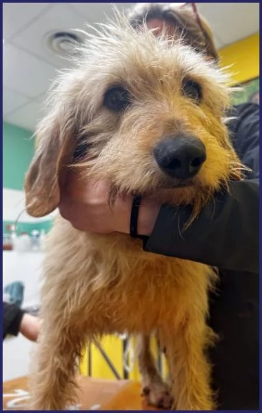 GIACOMO 4 anni &egrave; pronto per una famiglia | Foto 2