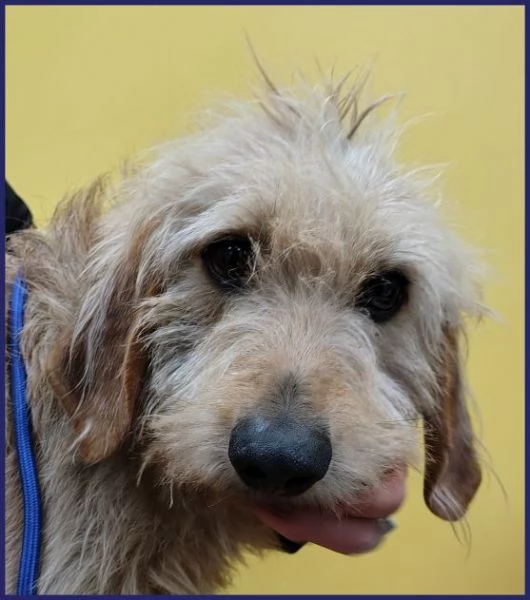 GIACOMO 4 anni &egrave; pronto per una famiglia