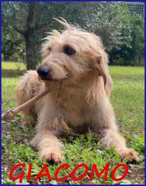 GIACOMO 4 anni &egrave; pronto per una famiglia | Foto 1