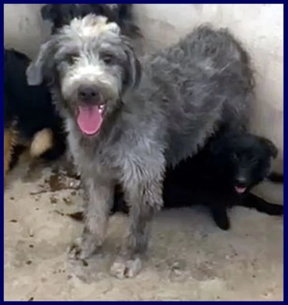 MAGOGO 4 anni un bel timidino | Foto 4