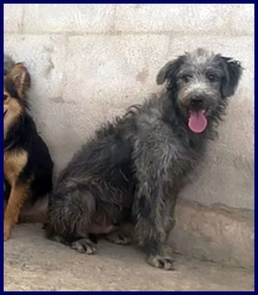 MAGOGO 4 anni un bel timidino | Foto 3