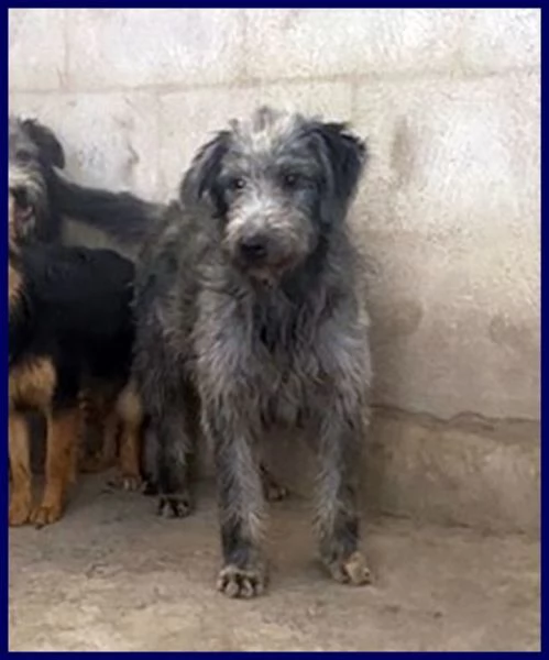 MAGOGO 4 anni un bel timidino | Foto 1