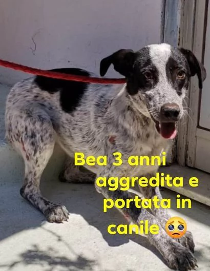 BEA brava - aggredita e finita in canile!