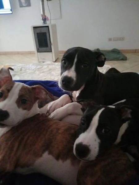 Cuccioloni ben socializzati | Foto 1