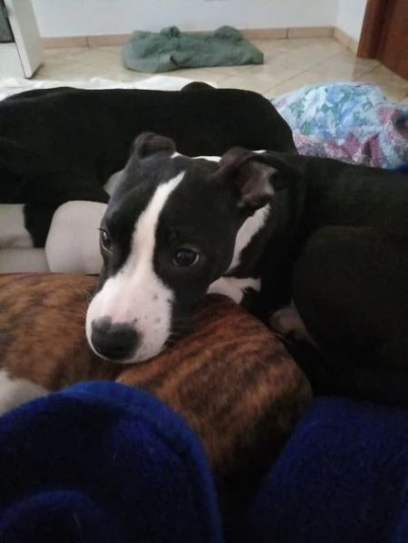 Cuccioloni ben socializzati | Foto 0