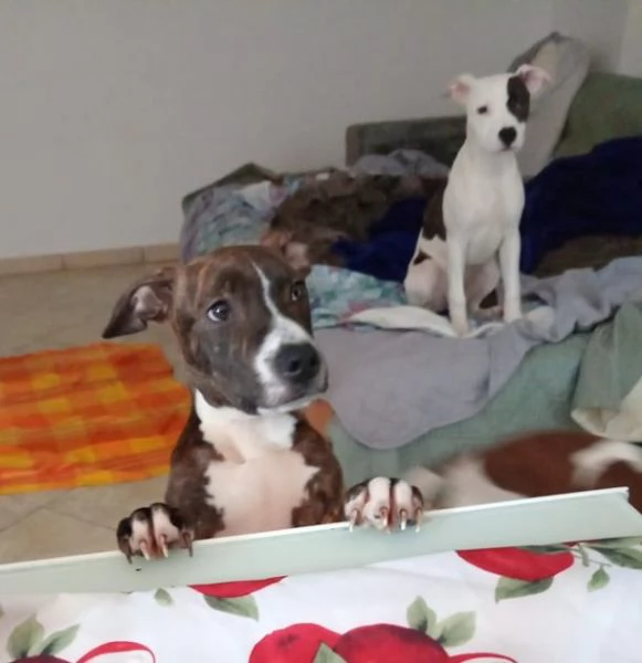 Cuccioloni ben socializzati