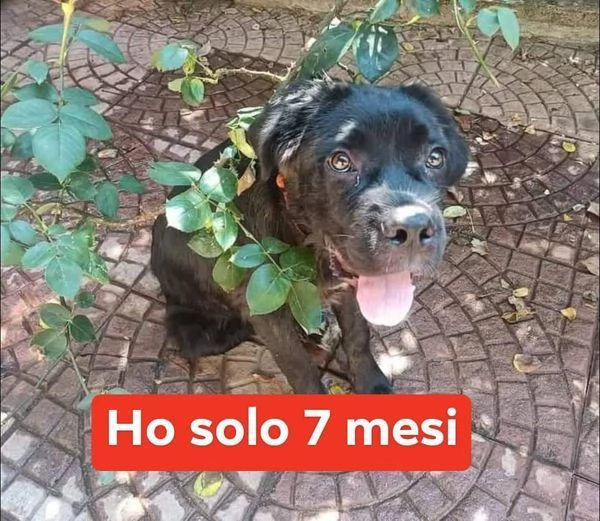 OLIVER giovane buttato per strada - dolcissimo