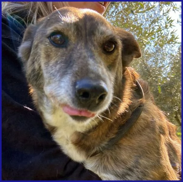 WILMA dolce nonnina tigrata