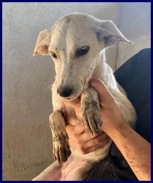 SYDNEY cagnolina dolcissima