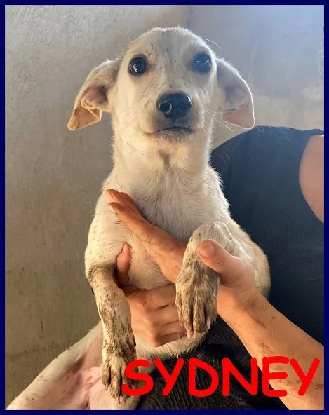 SYDNEY cagnolina dolcissima | Foto 0