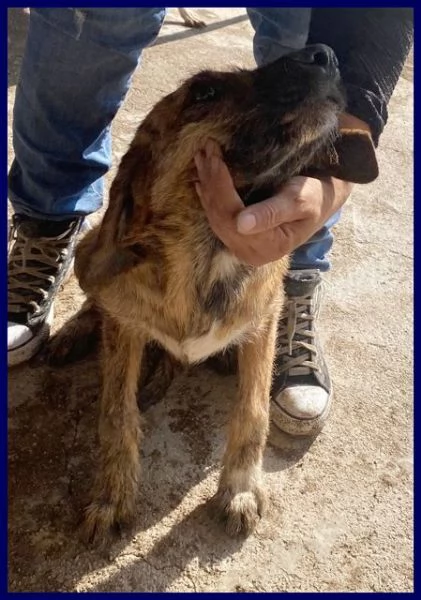 BRISTOL in cerca di casa e amore | Foto 0