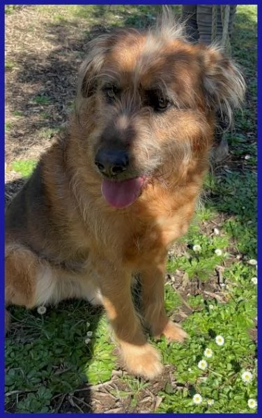 FRED Flintstone ciuffo che conquista! | Foto 4