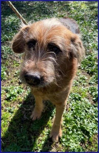 FRED Flintstone ciuffo che conquista! | Foto 0