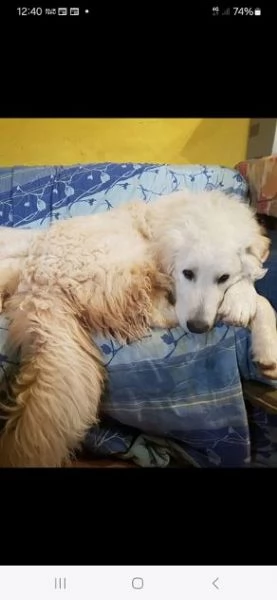 ROMEO buono ed affettuoso con tutti | Foto 3