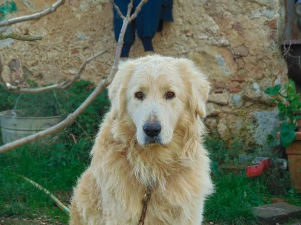 ROMEO buono ed affettuoso con tutti | Foto 2