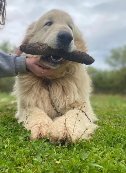 ROMEO buono ed affettuoso con tutti | Foto 0