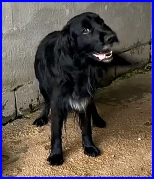 ROC 8anni circa abbandonato! | Foto 3