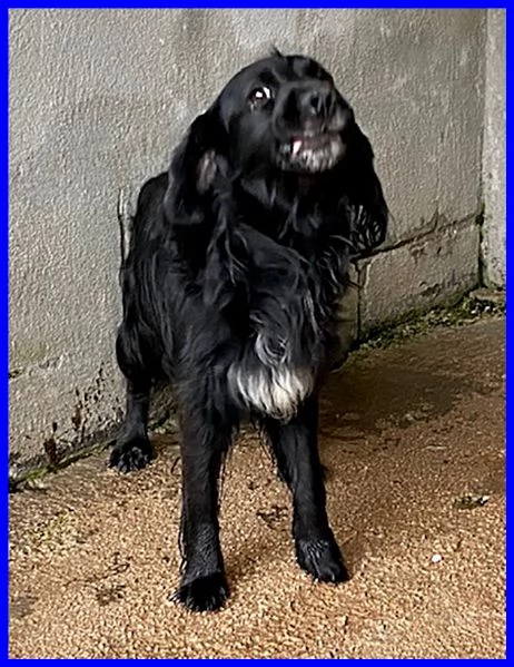 ROC 8anni circa abbandonato! | Foto 1