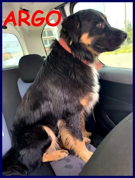 ARGO dolcissimo patatone