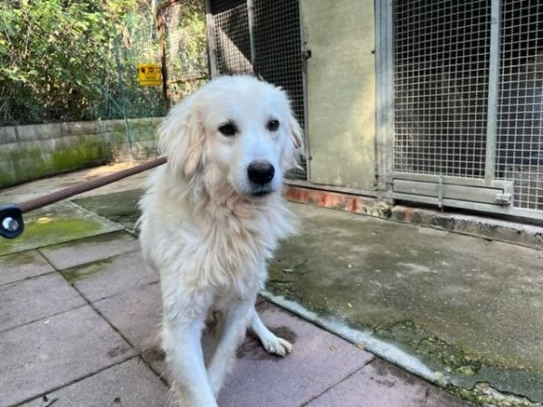 CLOE adulta dolce timidina  | Foto 0