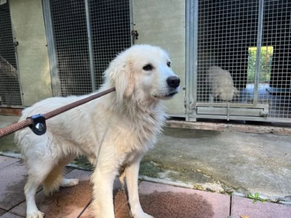 CLOE adulta dolce timidina 