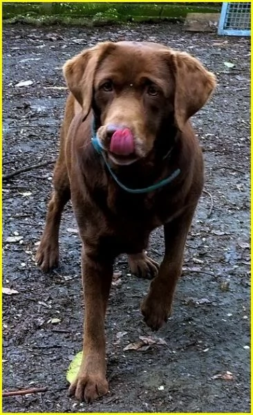 KUBRA dolcissima labrador cieca | Foto 0