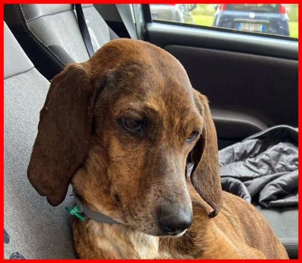 SVITOL 5anni dolcissima e vivace | Foto 4