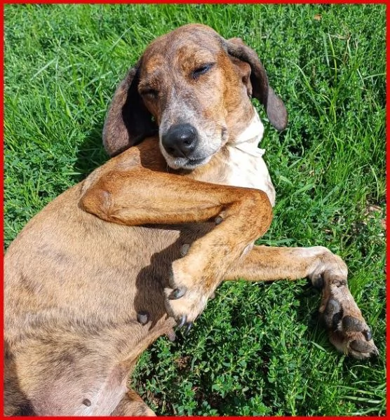 SVITOL 5anni dolcissima e vivace | Foto 1