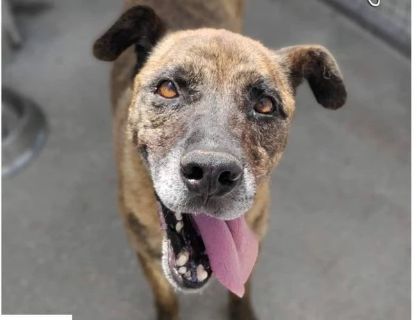 BALU' sui 6 anni buono con tutti | Foto 1