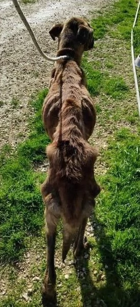 BALU' sui 6 anni buono con tutti | Foto 0