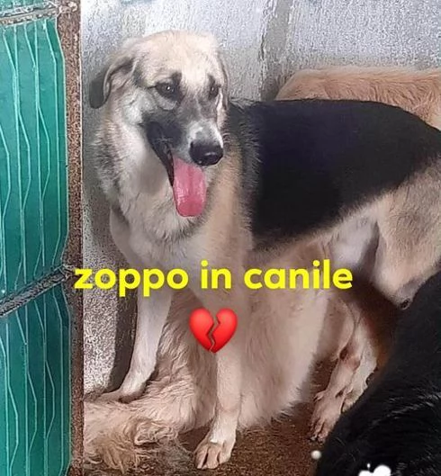 RAMBO investito e lasciato agonizzante