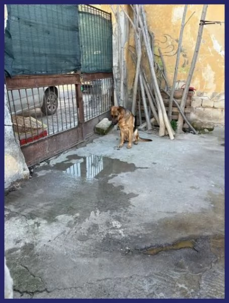 ZEUS bravo past. ted. - gettato da un'auto!