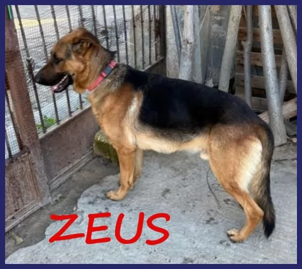 ZEUS bravo past. ted. - gettato da un'auto! | Foto 1