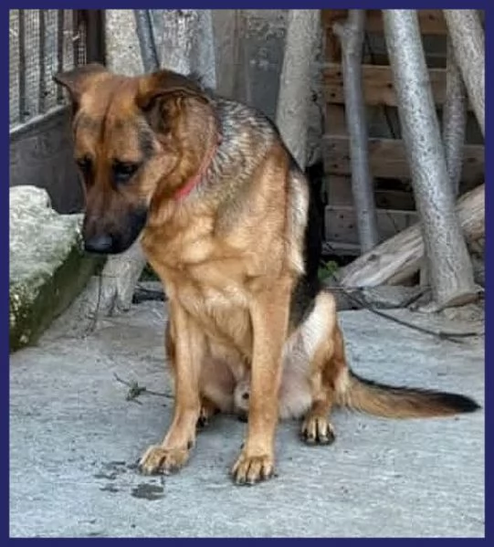 ZEUS bravo past. ted. - gettato da un'auto! | Foto 0