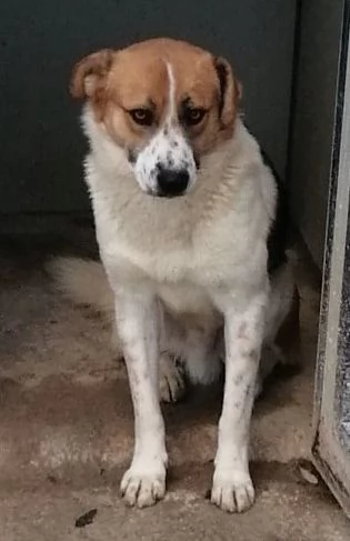 GERRY 2-3anni bravo triste coccolone