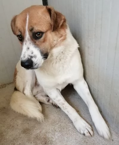 GERRY 2-3anni bravo triste coccolone | Foto 0