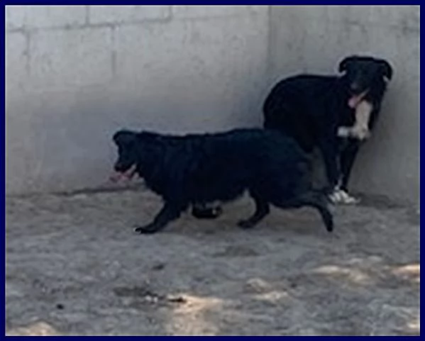 SABRINA 3-4anni una timidina | Foto 4